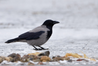 Friedhof Columbiadamm